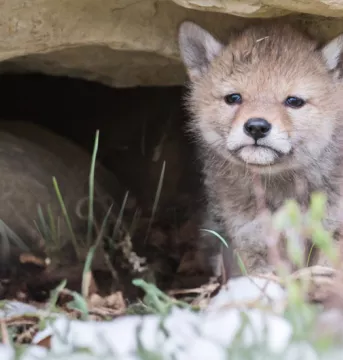 Coyote pup peeking out from its den.